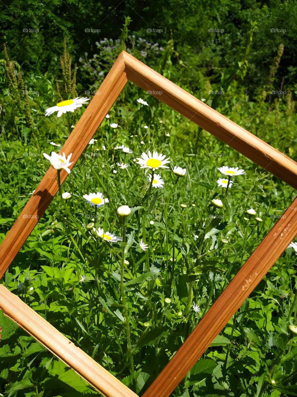 Chamomile on the meadow in a wooden frame