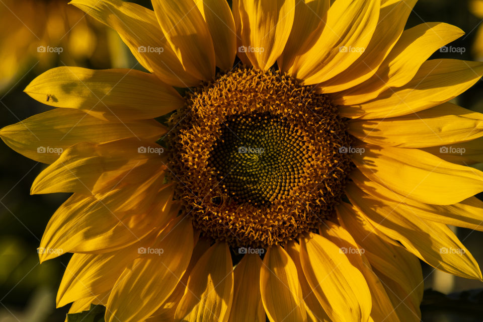 Vista frontal de girassol