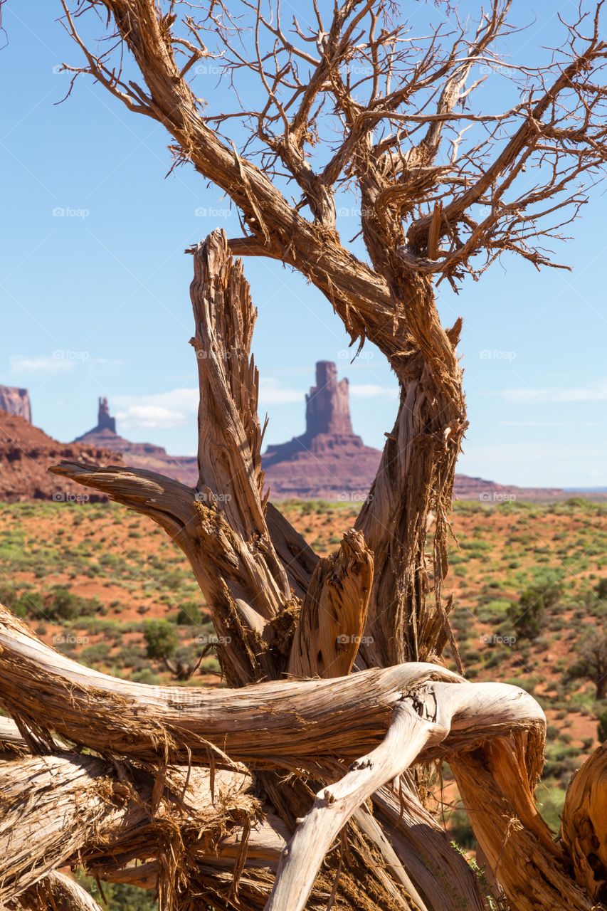 Monument valley view . Sandstone butte photographed through old dead tree roots. Monument valley scenery. Red buttes. Dry and dead tree trunk