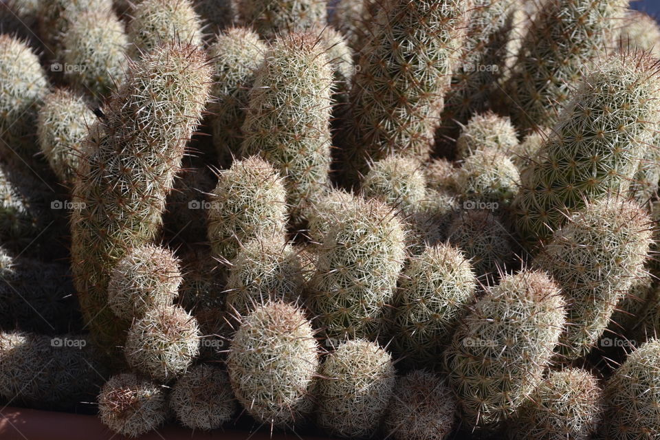 Beautiful cactus on my balcony.