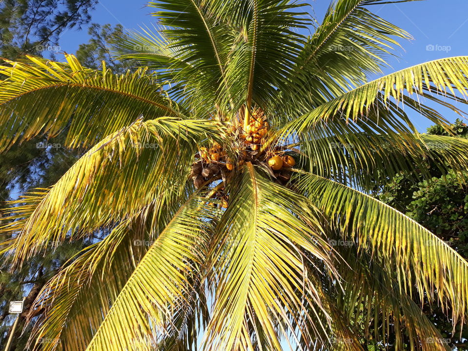 Coconut Trees with beautiful branches, leaves and Coconuts in yellow colour.