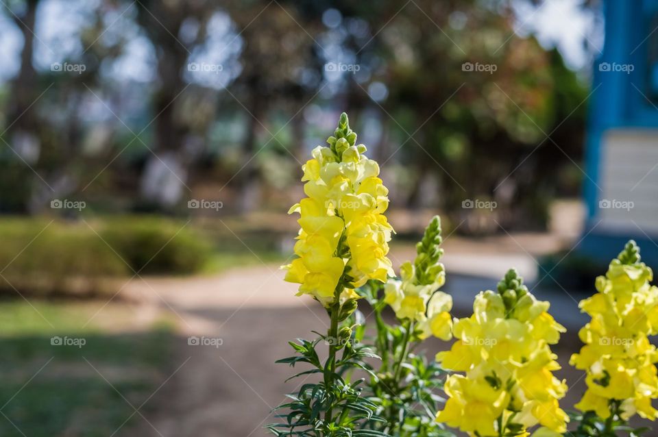 yellow snapdragon in full bloom