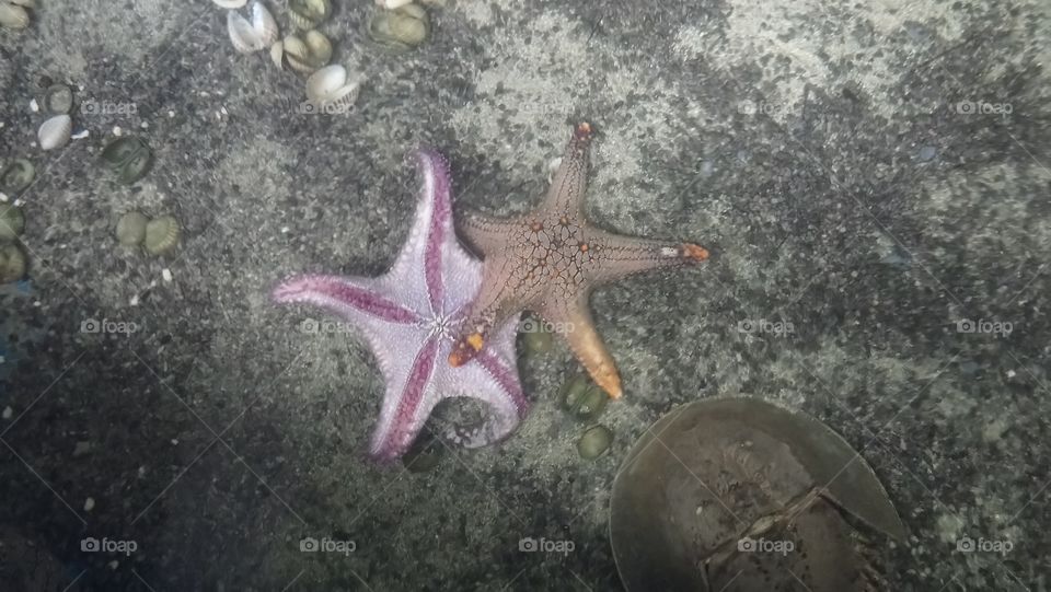 Starfish. #starfisf #nature #sea #aquarium