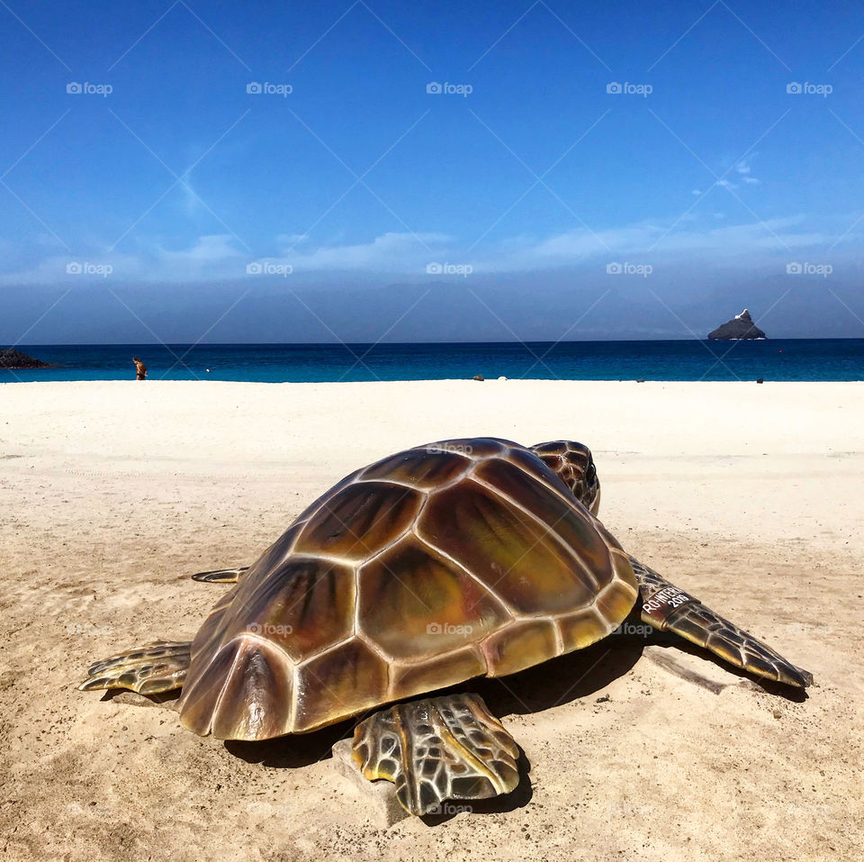 turtle on a beach in Sao Vicente island, Cape Verde