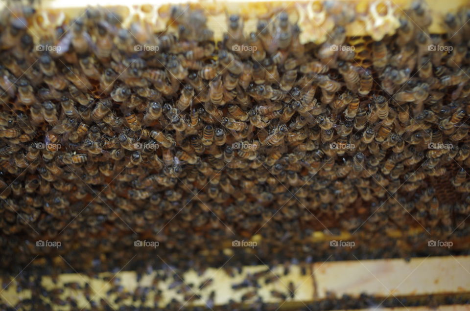 Bee hive 