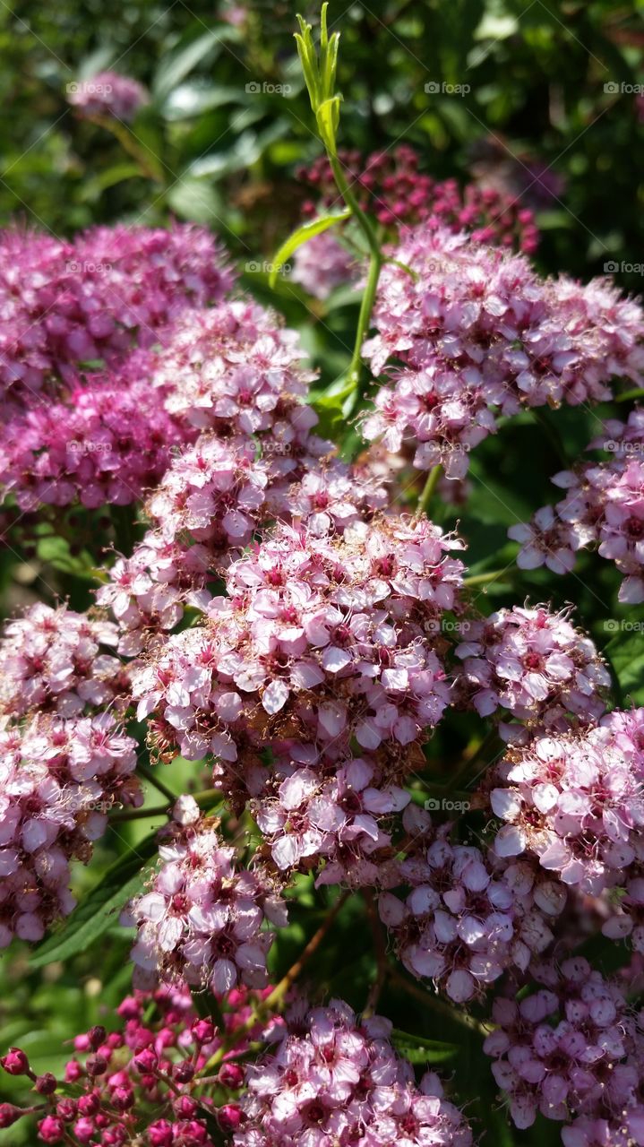 Pink Bunches