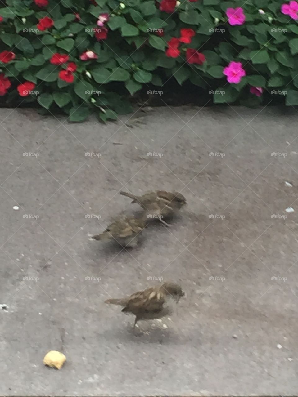 Sparrows NYC