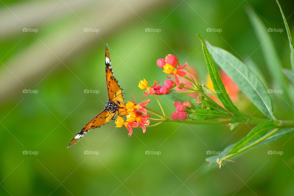 pink flowers with butterfly