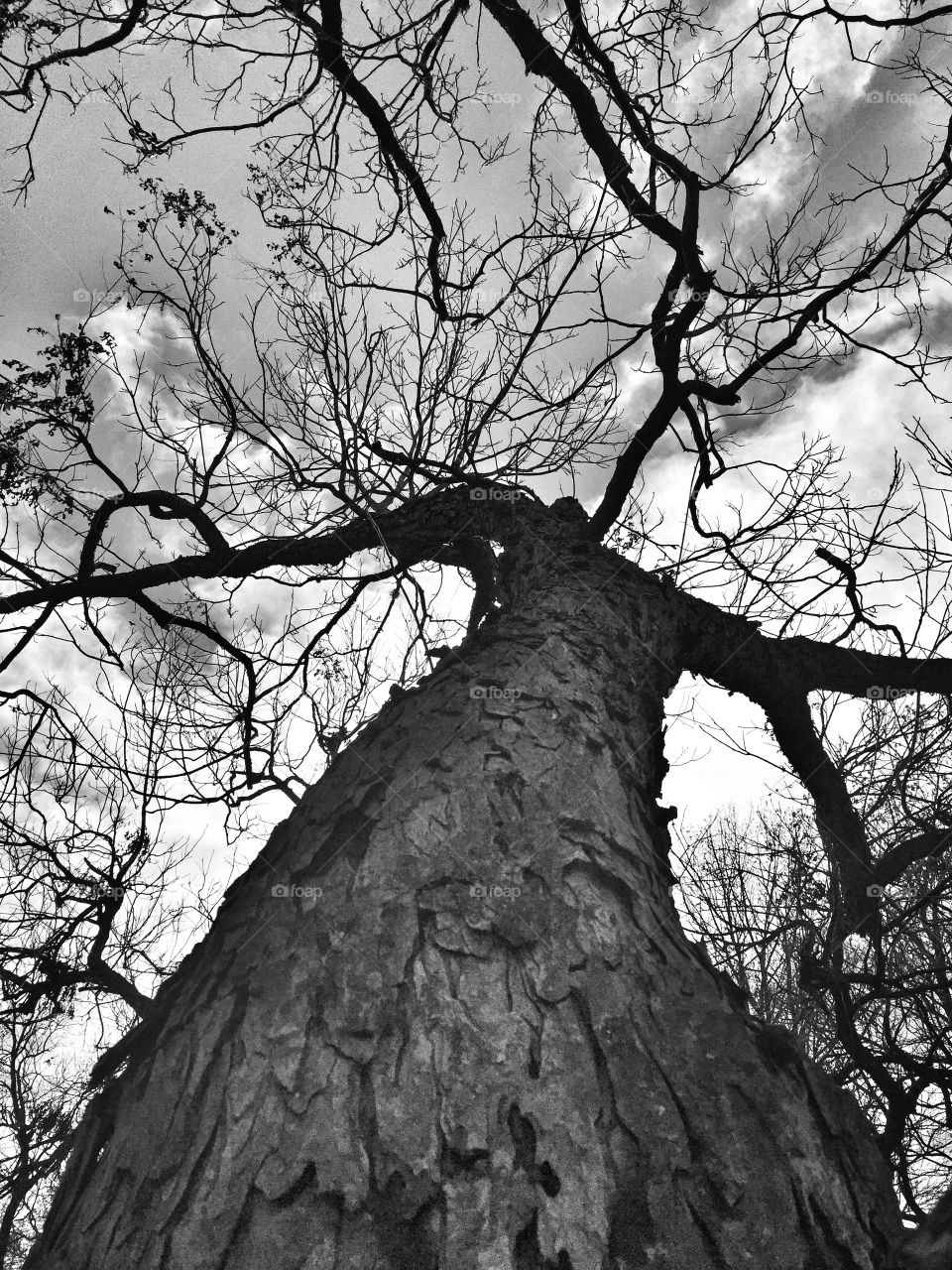 Tree in Winter - ATX, Ladybird Lake, Austin TX
