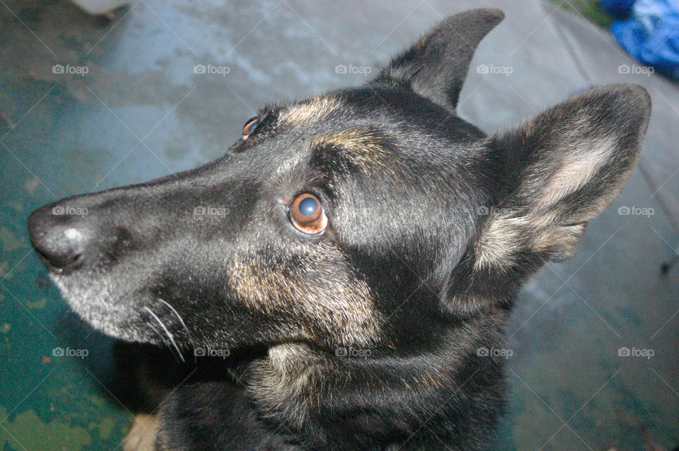 Man's best friend is always keeping watch! 💜