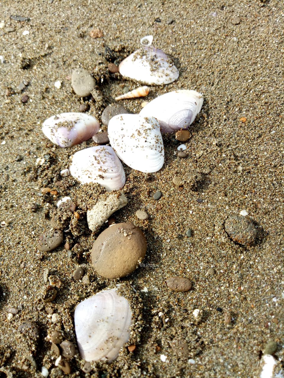 shells on the beach 2