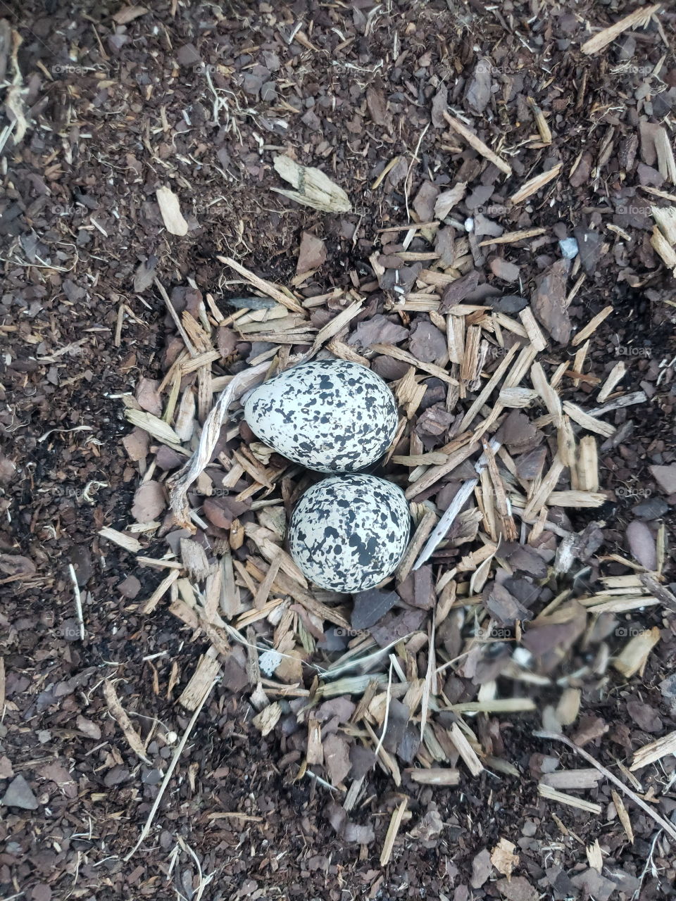 Killdeer bird has decided that my vegetable garden is a good place to lay her eggs this spring.