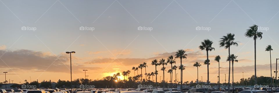 Palm trees silhouetted against the orange and yellow hues of the sun. 