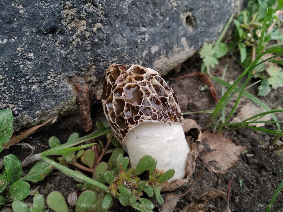 Phallus hadriani, commonly known as the dune stinkhorn or the sand stinkhorn, is a species of fungus in the Phallaceae (stinkhorn) family