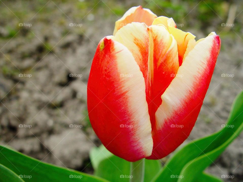 tulip