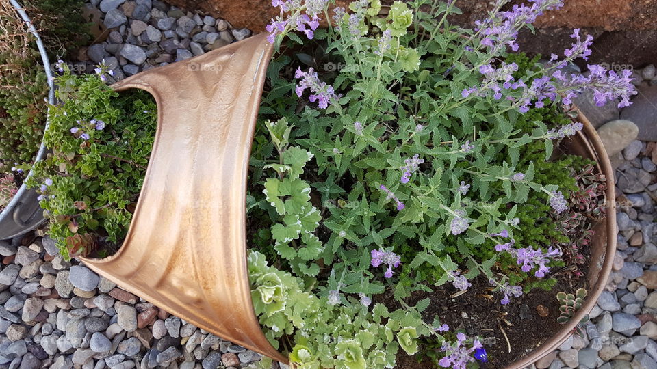 Watering can garden