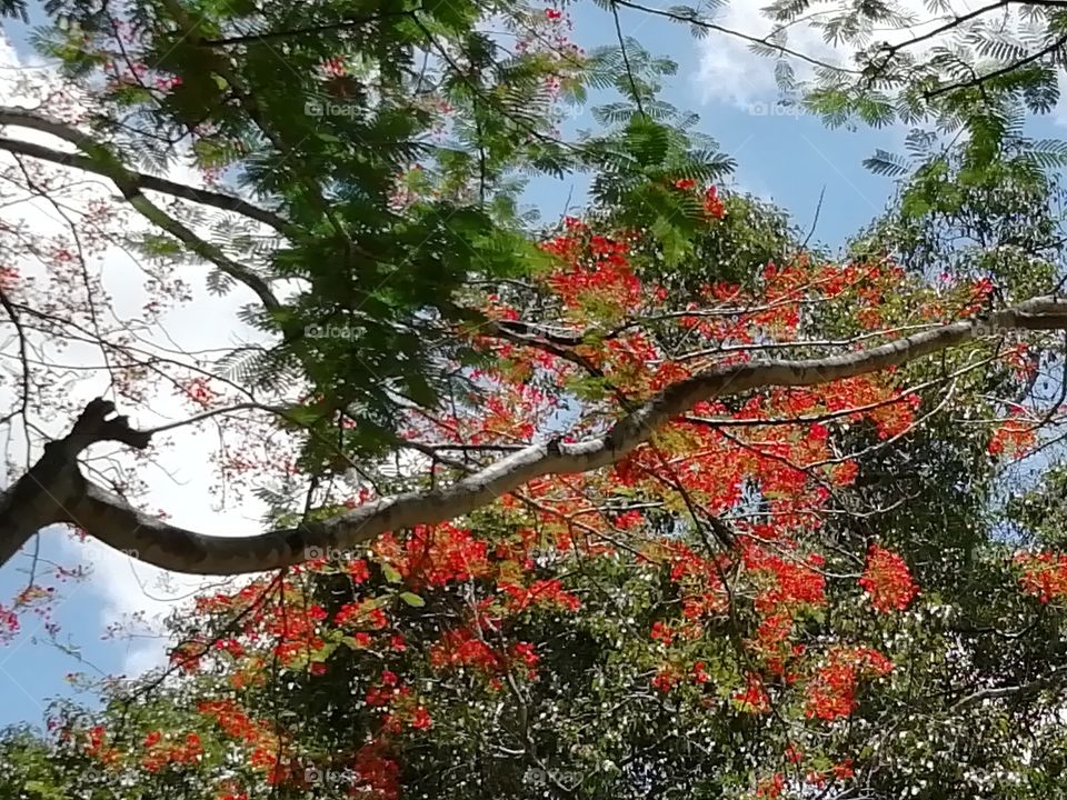 Spring is the best season ever#flowers