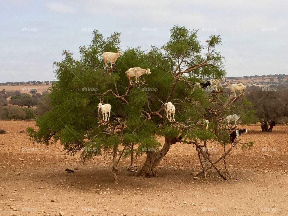 Goats in a tree 