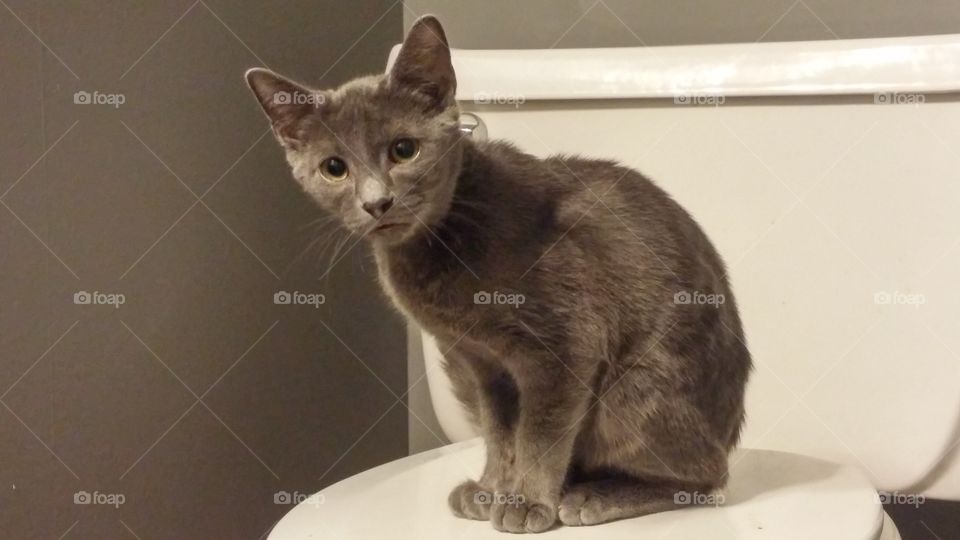 Cat, Mammal, Pet, Portrait, Kitten