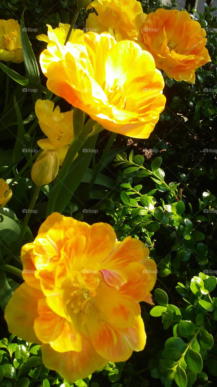 spring. flowers. beauty