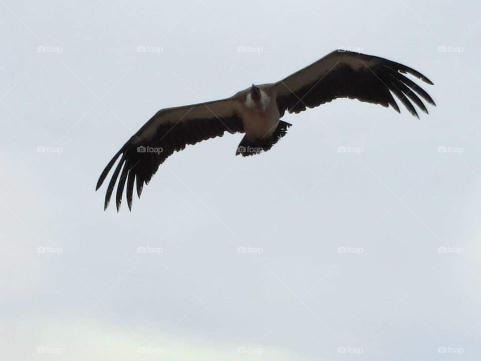 Vulture, flight, sky, wings