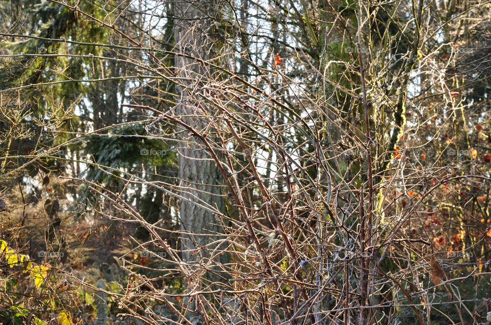 Tree Understory Pacific Northwest