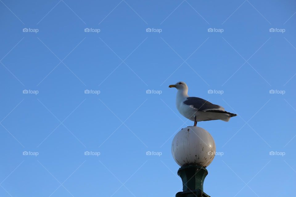 Seagull on a lamppost 