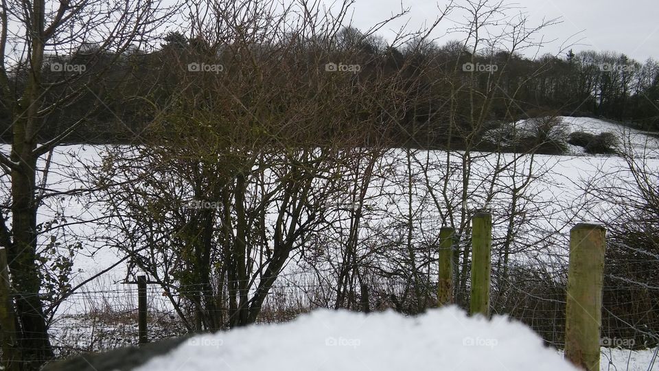 Bushes In The Snow