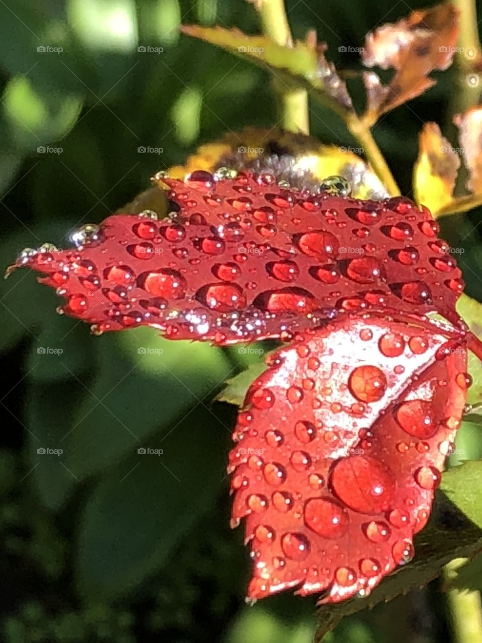 Red leaves and drops of water 