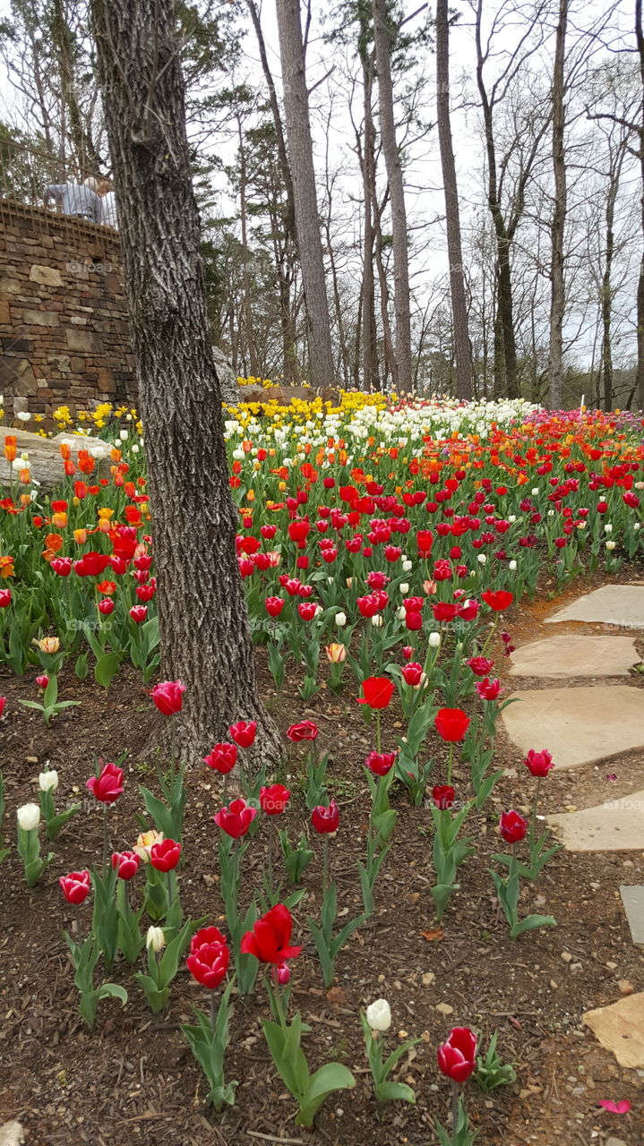 Flower, Garden, No Person, Flora, Tulip