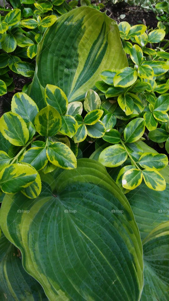 spring. green. fresh