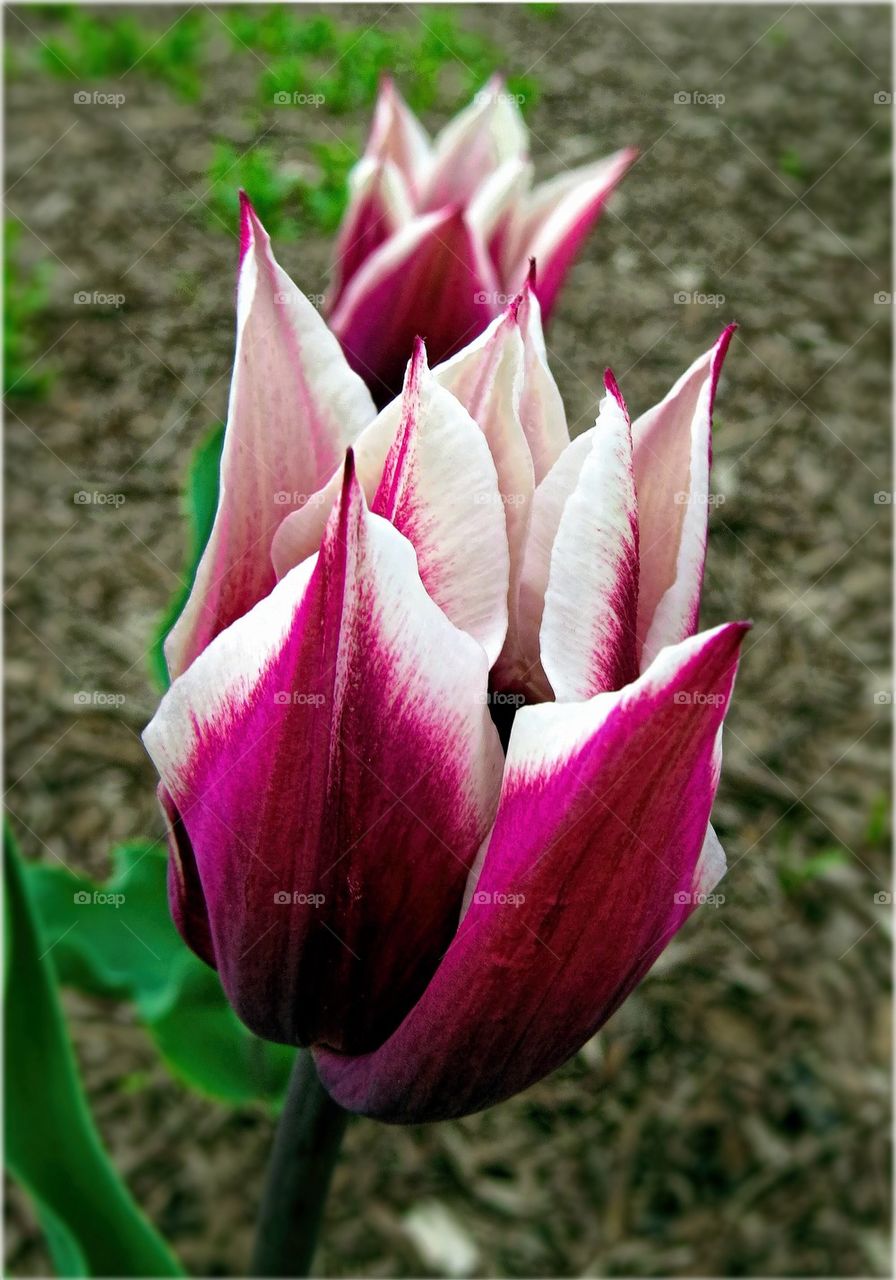 Three Tulipsi