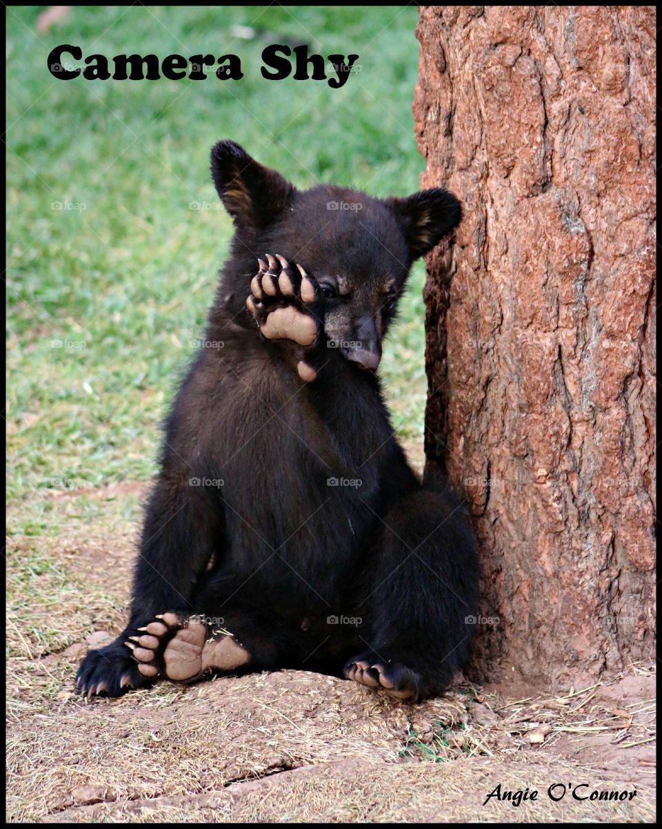 Shy Cub