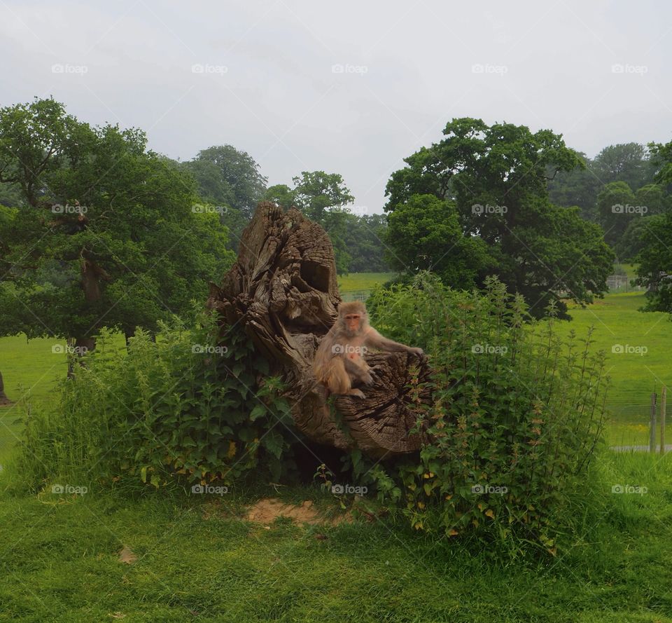 Monkey posing on tree