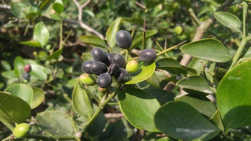 Leaf, Nature, No Person, Tree, Fruit