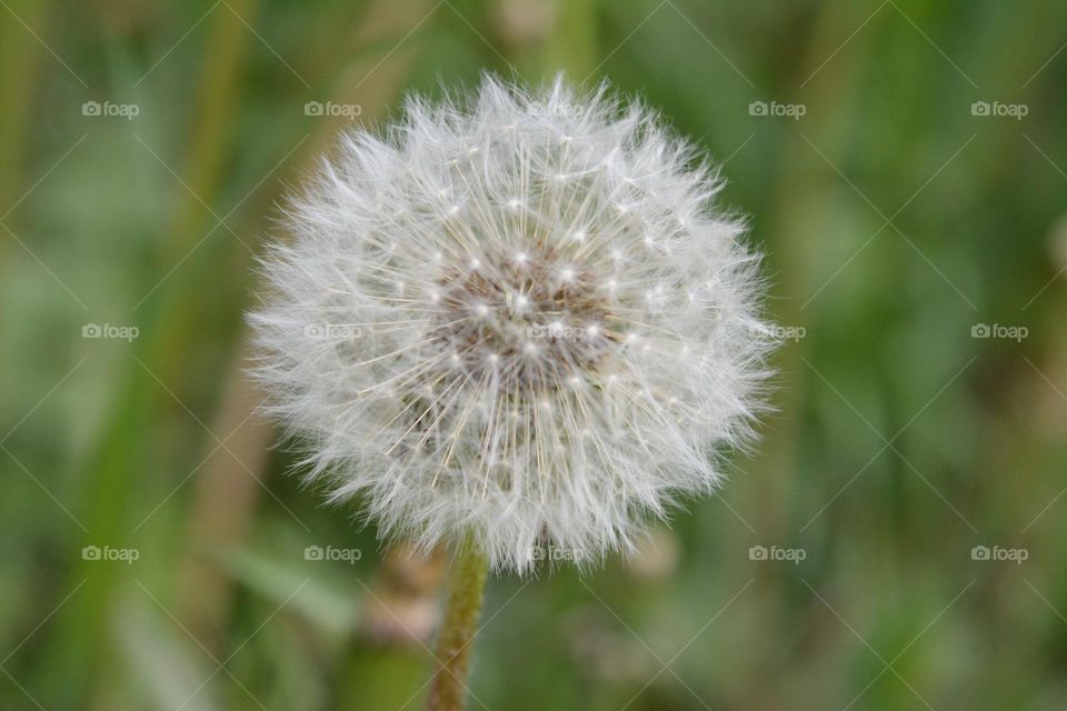 Dandelion