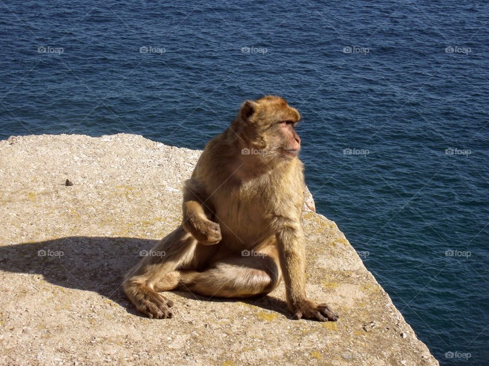 Gibraltar Ape/Barbary macaque posing !