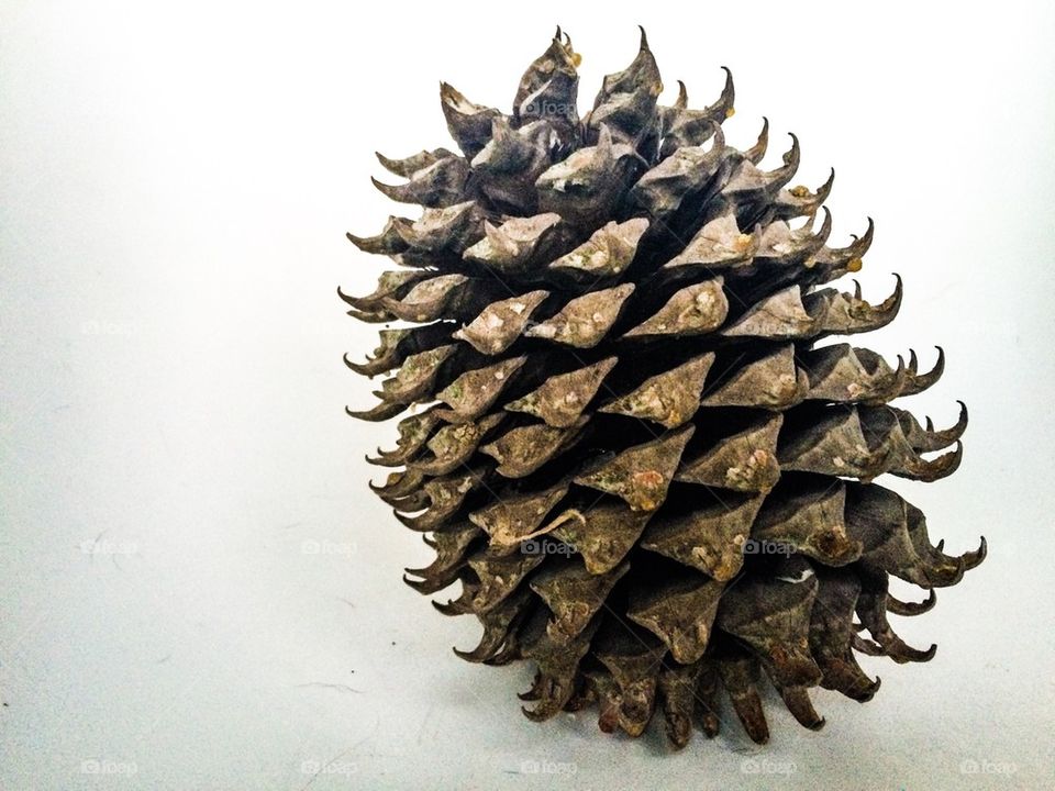 Pine cone