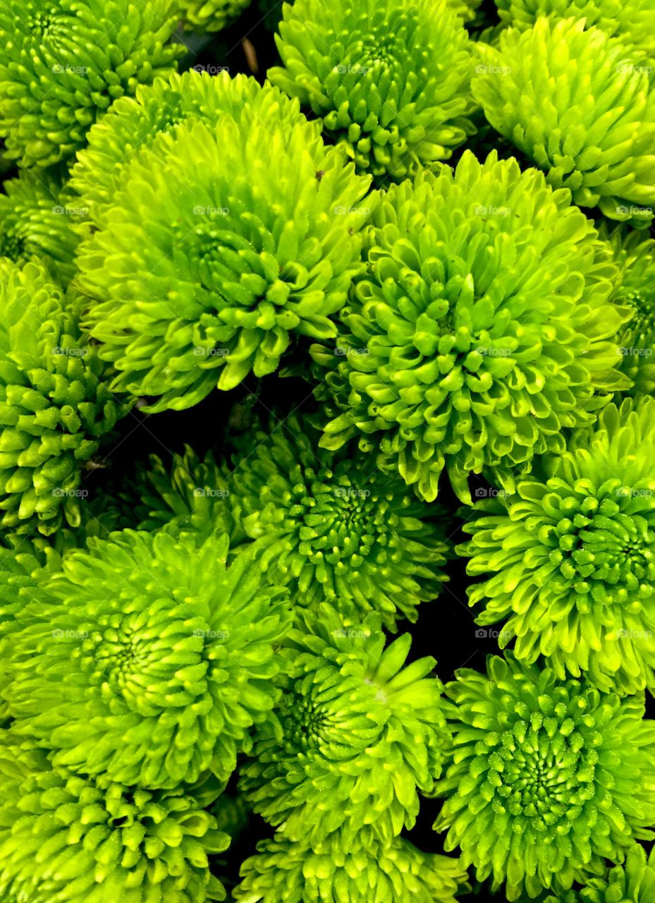 Close-up of green flower