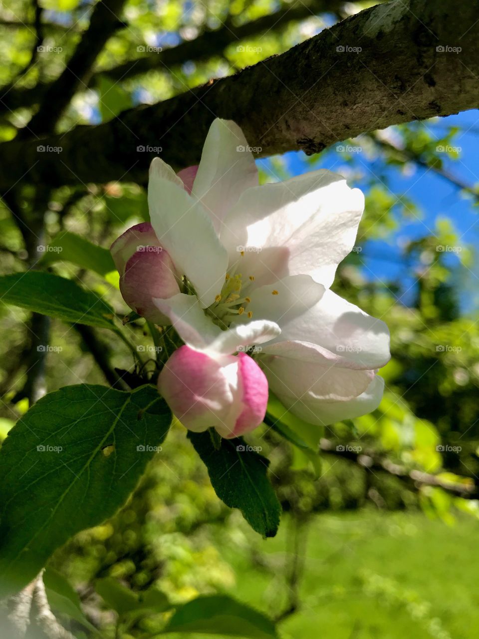 Apple blossom 