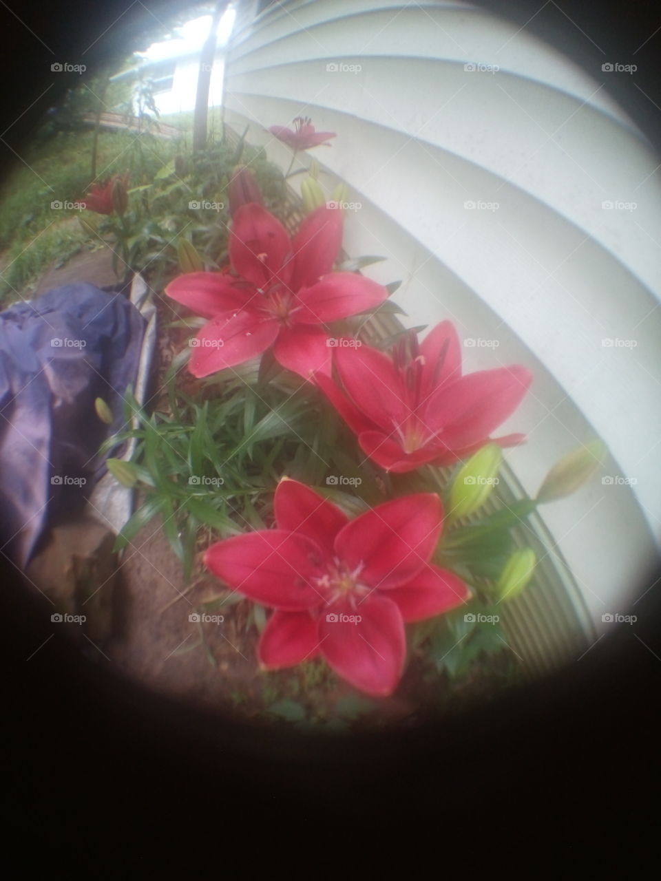 several blooms on my lillies along side my house. don't forget to stop and smell the flowers.