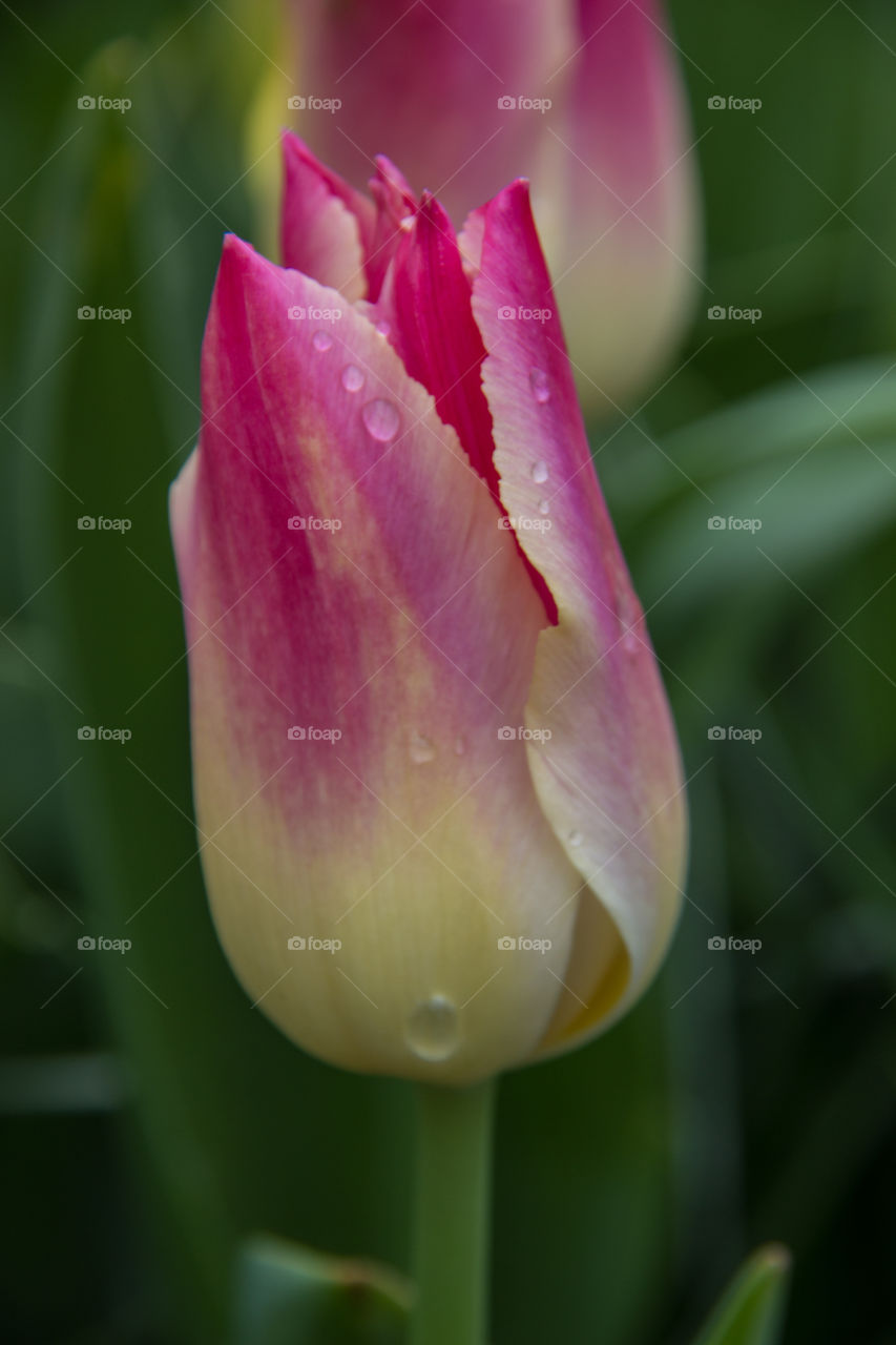 Tulips and water droplets 