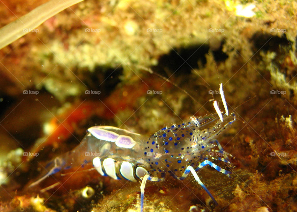 Polychaeta
Underwater