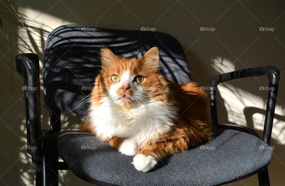 cat beautiful portrait relaxing home in sunlight