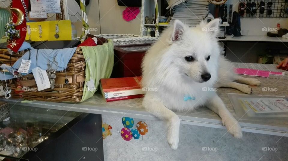 White fluffy dog in a shop.