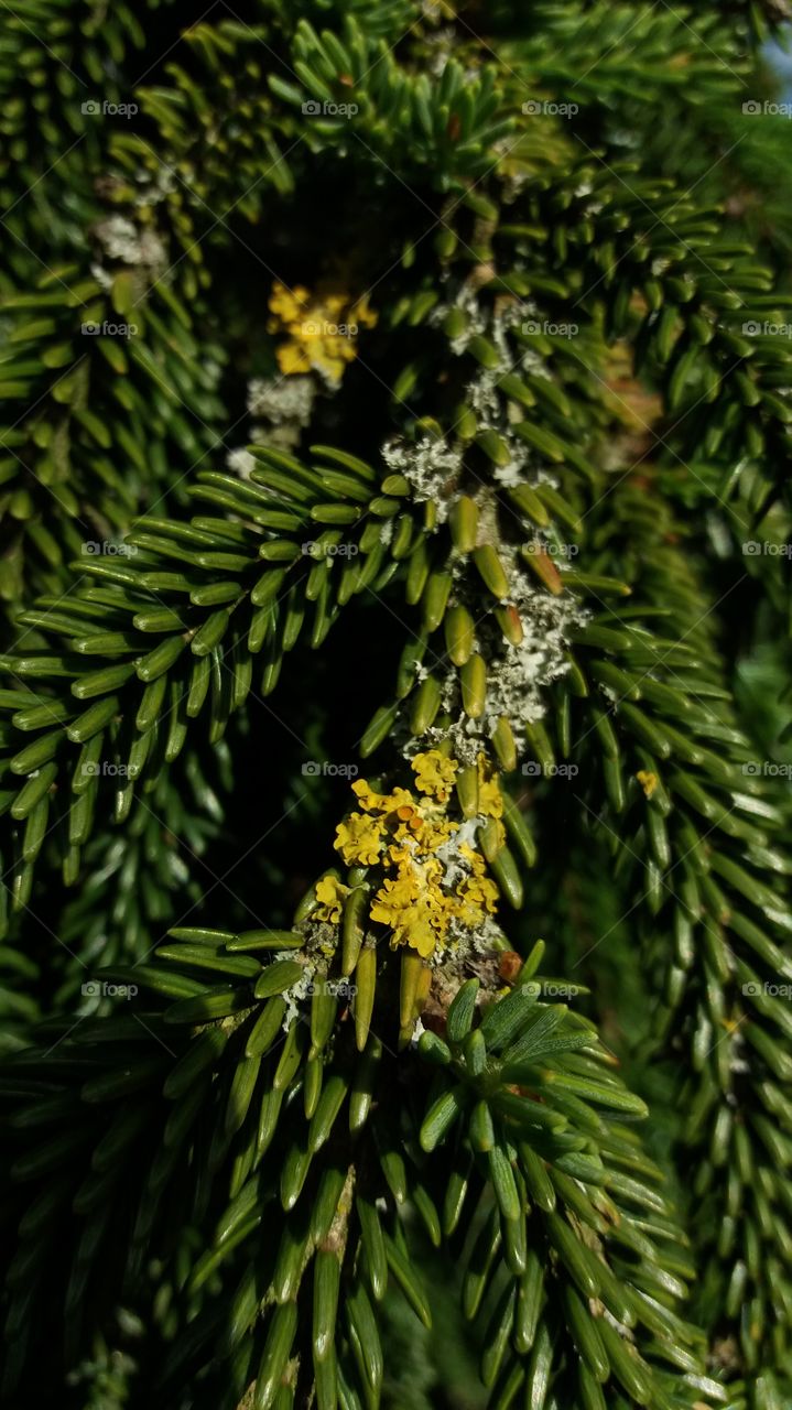 conifer branch with moos