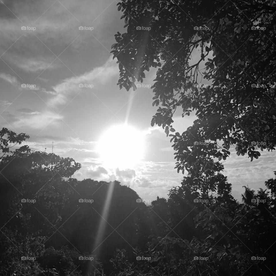 sunset behind the trees