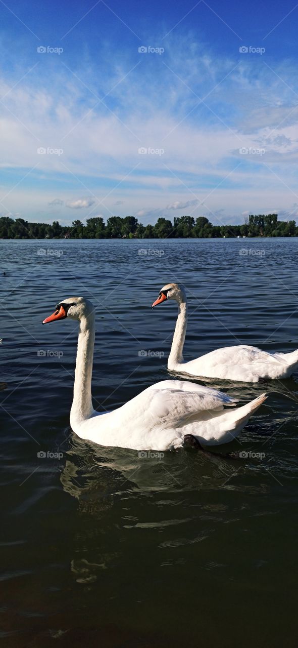 a pair of white swans swimming together