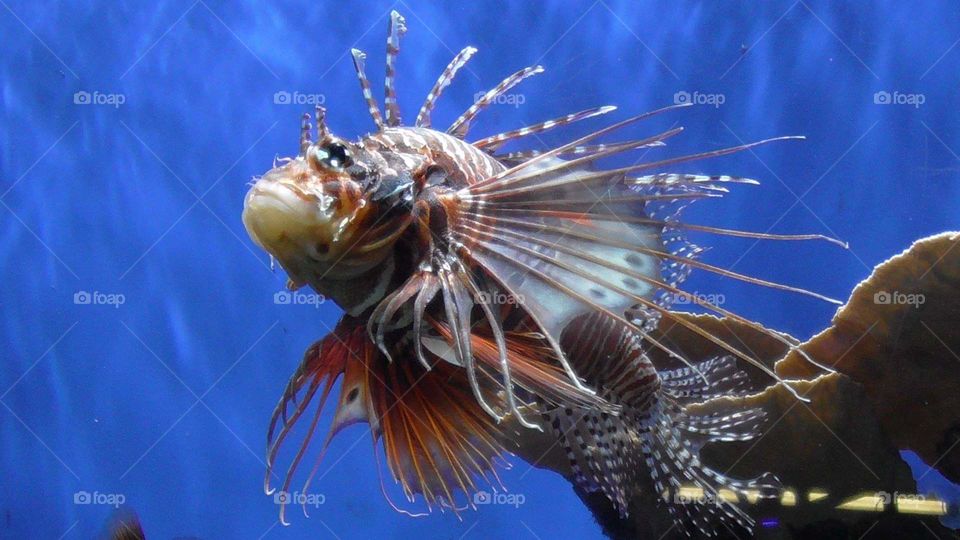 Lionfish