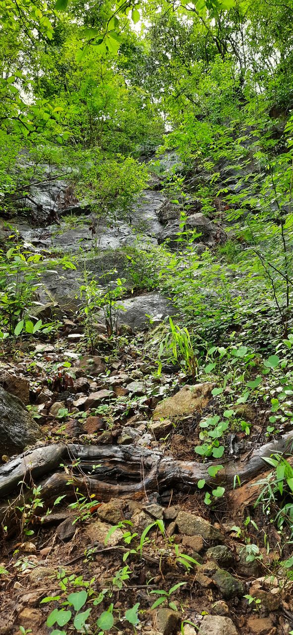 Forest zone....Soft leaves on hard mountains..